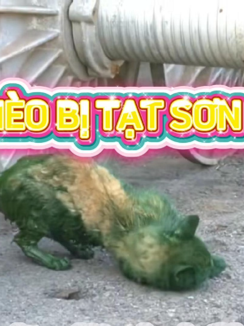 Bé mèo bị quăng vào thùng sơn chỉ vì miếng cá khô nhỏ  #giaicuumeo #meohoang #cuutromeo #fyppppppppppppppppppppppp #trending #chomeo