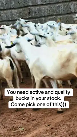 #farmingtiktok #consistency #best #trend #viral 