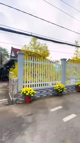 🌸🌸🌸Tết Miền Tây🌸🌸#tết2026🌸🌸🧧🎆🎇 #tetnguyendan2026🧧🎆🧨 #tetbichngo2026🌸🎆 #têtsumvầy🎆🎇🌼🌸 #tếtdongđầy 🎆🎇🌸🧧