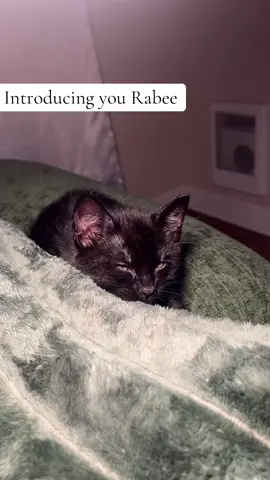 #fyp#newpet#blackcatmom#blackcatsoftiktok#catnip 