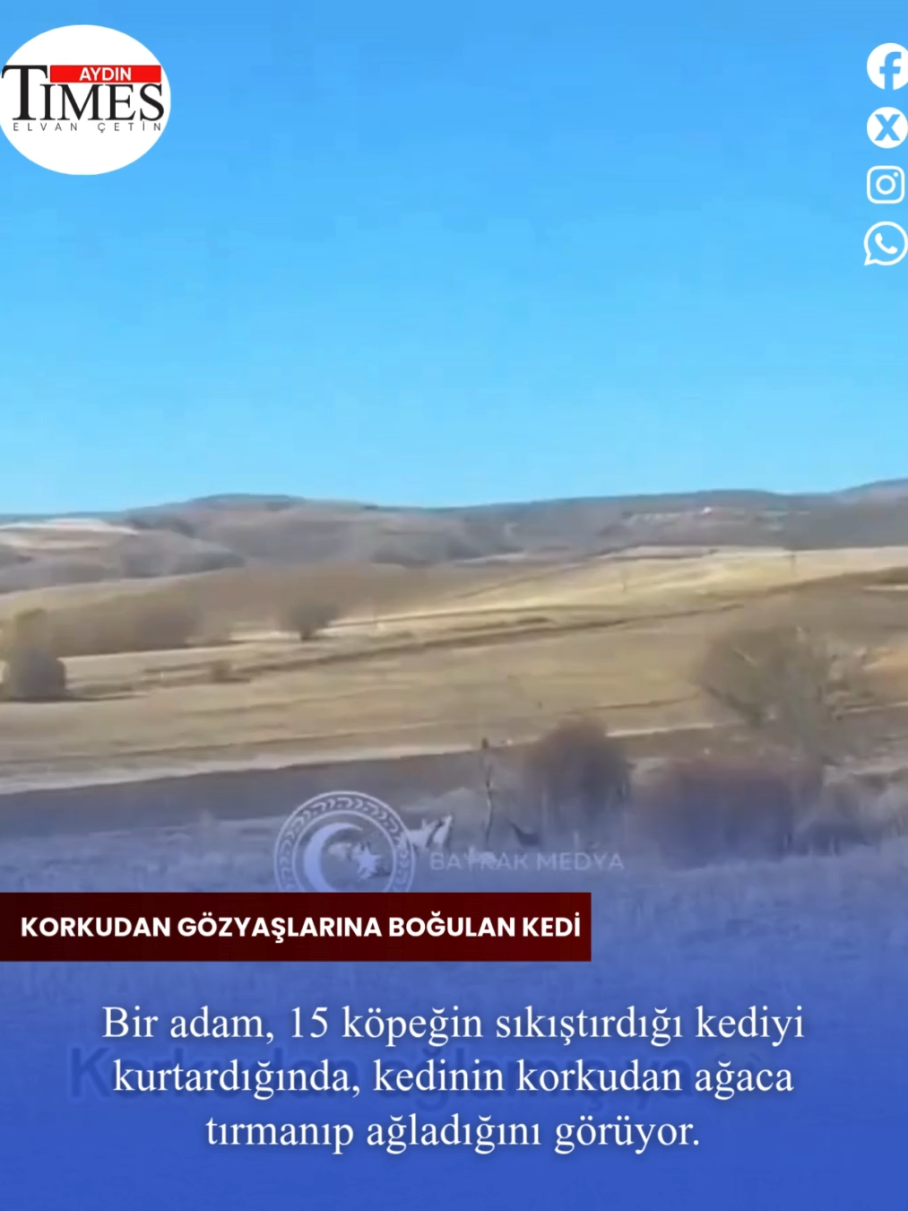 Bir adam, 15 başıboş köpeğin bir ağaca sıkıştırdığı kediyi fark ederek köpekleri uzaklaştırıyor ve kediyi kurtardığında ağaca tırmanmış kedinin hüngür hüngür ağladığını fark ediyor. #kediaşkı #kedivideoları