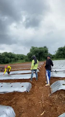 pemula tanam 35rb pohon😭🤟🏼#barahel #anaktani #petanimuda #petanicabai #masukberanda