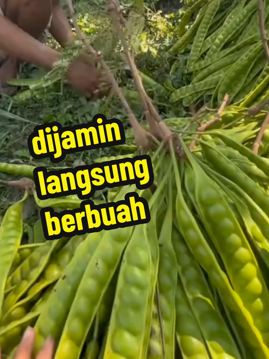 cara mlebatkan pohon Pete yang sulitberbuah#petaniindonesia🇮🇩🇮🇩🇮🇩🌿🌿 #pyfツ 
