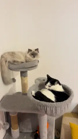 Chalut la compagnie les amoureux en détente dans leur arbre à chat #chat #chatinstagram #petinfluencer #chatpanda #chatinfluence   