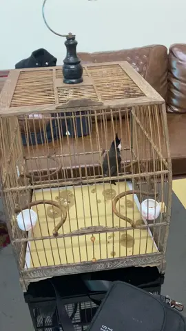 Chim nghe hot v đã ok chưa ae #chimchaomaohotdau #chaomao 