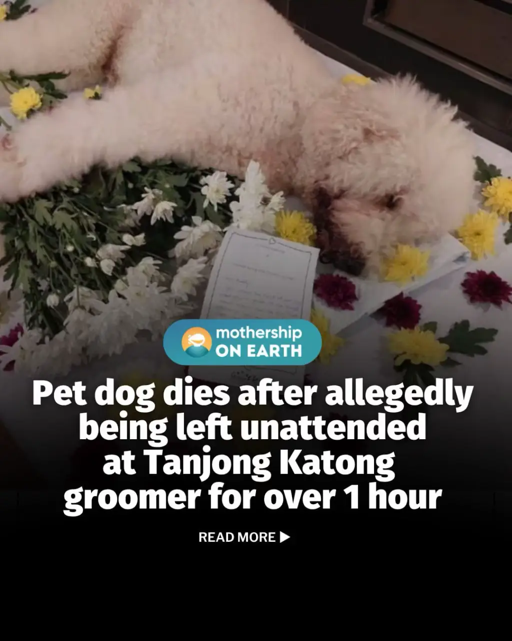 The family decided to halt Buddy's cremation to instead send him to the Centre for Animal & Veterinary Sciences for a post-mortem examination. They made a police report and are planning to pursue legal action as well. Any person found guilty of animal cruelty while operating or under the employment of an animal related business, will face a stiffer penalty of up to two years jail or a fine of S$40,000, or both. #fyp #tiktoksg 