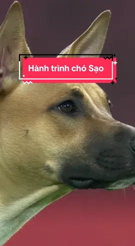 Việc gì cũng tới tay tao  #dog #ai #bongda #xuhuong #viral 