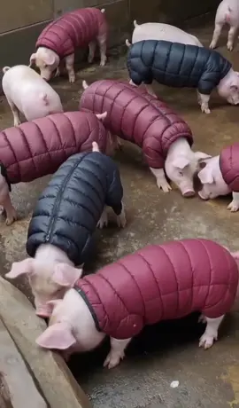 Miền Bắc đang lạnh,các bác giữ ấm cho heo bằng cách nào 😜. #xuhuong #xuhuongtiktok #chănnuôi #tiktokviral #xuhướng 