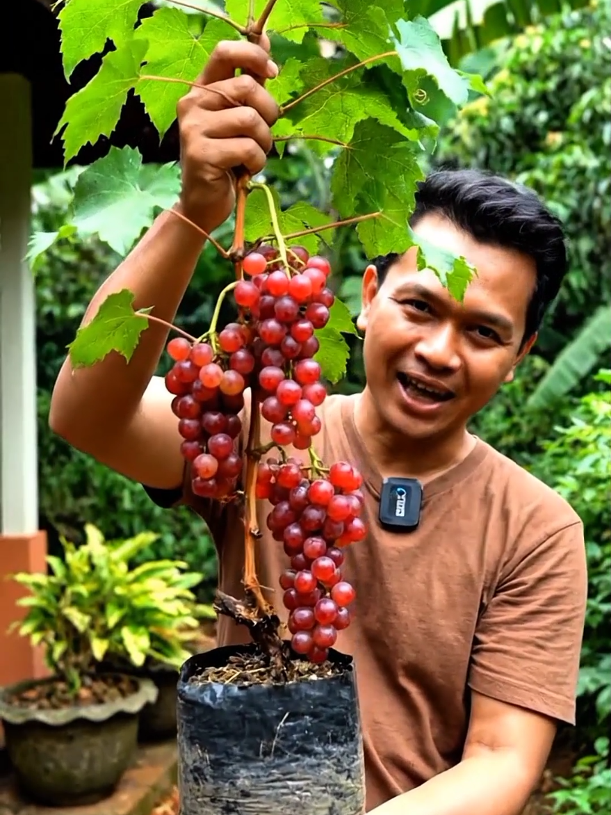 bibit pohon anggur cepat berbuah😍#kebun #fyp #bibitanggur #anggur #tanaman 