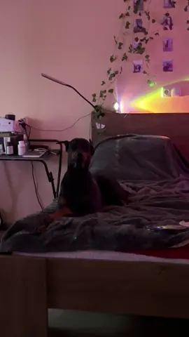 #doberman #доберман 