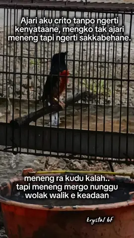 kabeh kui berproses wo... ra mak beduduk sesuai karepmu... #fyp #muraibatuindonesia #muraibatumania #ringkristalbf #sedulurmuraimania 