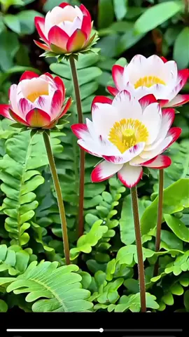 #bahagia#motivacion #fyppppppppppppppppppppppp 