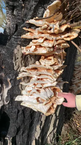 Трутовик сірчано-жовтий - гриб курка за смаком і по користі не поступається🙌