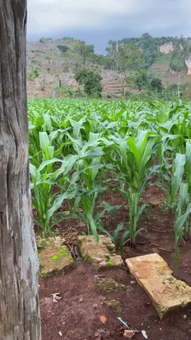 🍃🍃 #foryou #petanimuda #jagungbalap🌽 #petaniindonesia🇮🇩🇮🇩🇮🇩🌿🌿 #fyp 