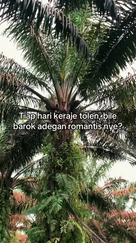 Bile lh brok tok ee 😂#masukberanda #fyp #masukberandafyp #sambas 