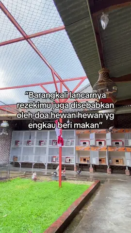 🕊️  #merpatikolongbebas #merpatilovers #fypage #fyp #merpatiku 