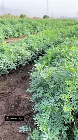 #في هذا اليوم 