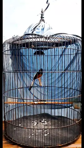 MH🔥 #fyp #fyp #murai #muraibatusurabaya #muraibatuindonesia 