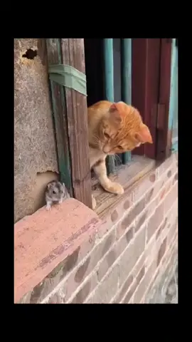 #ဟာသလေးများ🤣🤣🤣 #f #