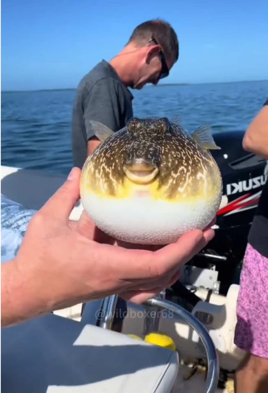 Pufferfish Core #pufferfish #fish #funnyvideo #foryourpage #fyp 