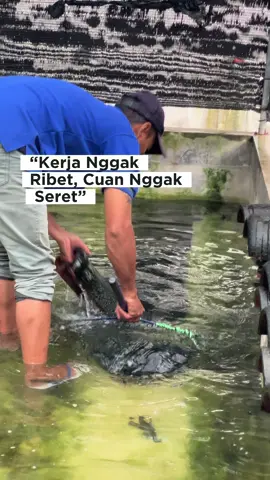 Santai boleh, tapi penghasilan harus cuan terus! 🦞🦞 #budidayalobsterairtawar #usaharumahan #usahasampingan #xyzabc #fyp 