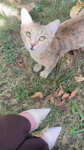 #viral #capcut #soran 🤎