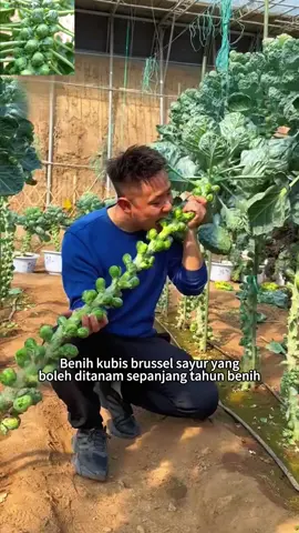 Kubis brussel yang kaya dengan nutrisi ni senang sangat nak tanam, dalam kotak styrofoam, balkoni atau halaman rumah pun boleh! #kubisbrussel #kubis #benihkubisbrussel #benihsayur 