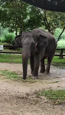 #เทรนใหม่มาแรงวันนี้ล่าสุด #คนเลี้ยงช้าง #น้องน้ำเมย 