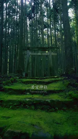 まるで異世界!?苔むした参道が美しすぎる神社   📍若宮神社 絵倉 Wakamiya Shrine in Hyogo Prefecture 〒669-3821 兵庫県丹波市青垣町桧倉   今回の旅先は兵庫県丹波市にある『若宮神社（わかみやじんじゃ）』です。 岩屋山の麓に広がる杉林に囲まれた小さな神社ですが、苔むした参道や境内はまるで異世界！自然に囲まれ心も癒される素晴らしい神社でした🙏 　 Our destination this time was Wakamiya Shrine in Tamba City, Hyogo Prefecture. It's a small shrine surrounded by a cedar forest at the foot of Mt. Iwaya, but the moss-covered approach and grounds are like another world! It was a wonderful shrine, surrounded by nature and soothing to the soul. 🙏 　 [御祭神 Enshrined deity] 誉田別命（ホンダワケノミコト） 　 [詳細 More Info] https://yaokami.jp/1282544/ 　 [地図 Google Map] https://maps.app.goo.gl/Crke6NTjSD91wiKJ7 　 Subscribe to The Street Tourister & The Tourist Films https://www.youtube.com/@TheStreetTourister 　 Instagram https://www.instagram.com/thetouristfilms 　 TikTok https://www.tiktok.com/@the.tourist.films 　 Recording Device Sony - FX3, a7CII, ZV-E10 mk2 DJI - Osmo Pocket 3 Apple - iPhone15 Pro 　 #travel #japan #兵庫県 #秘境 #旅 