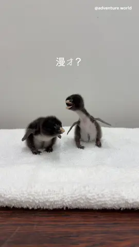 漫才コンビ誕生🐣 #アドベンチャーワールド  #キタイワトビペンギン  #ペンギン #関西 