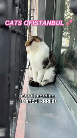 The soul of lstanbul cats 🐈💕 #Cat#Cats#Kitten#Kittens#Meow