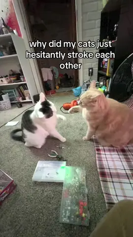 Funny cat #foryou #fyp #viral #cat #tiktok 