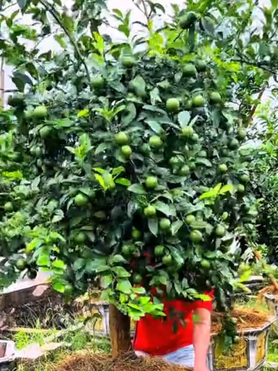 Nak pokok limau berbuah lebat? Jangan biar pokok mandul! Bagi dia BAJA KHAS LIMAU ni – sekali makan, terus GAGAH dan SUBUR! Buah lebat, montok, berderet-deret sampai jiran jeling! Nak hasil padu? Guna baja yang betul. Kau bagi… dia balas. Grab sekarang sebelum habis stok! #bajakhaslimau #pokoklimau #bajalimau #bismilllahfyp 