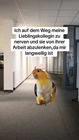 Markiere wer das sein kann #arbeit #arbeitskollegen #lieblingskollegin #deutschememes #arbeitsmemes 