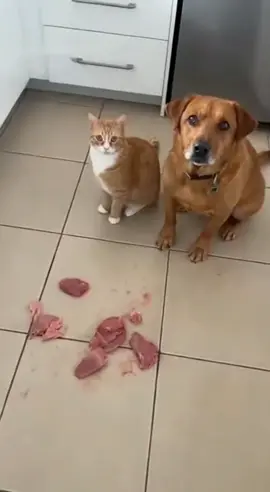 Le chat ou le chien ? 🤣