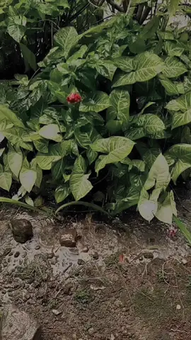 Rasah Bali🥀 #overlay #fypviralシ #rasahbali #lavora #CapCut 