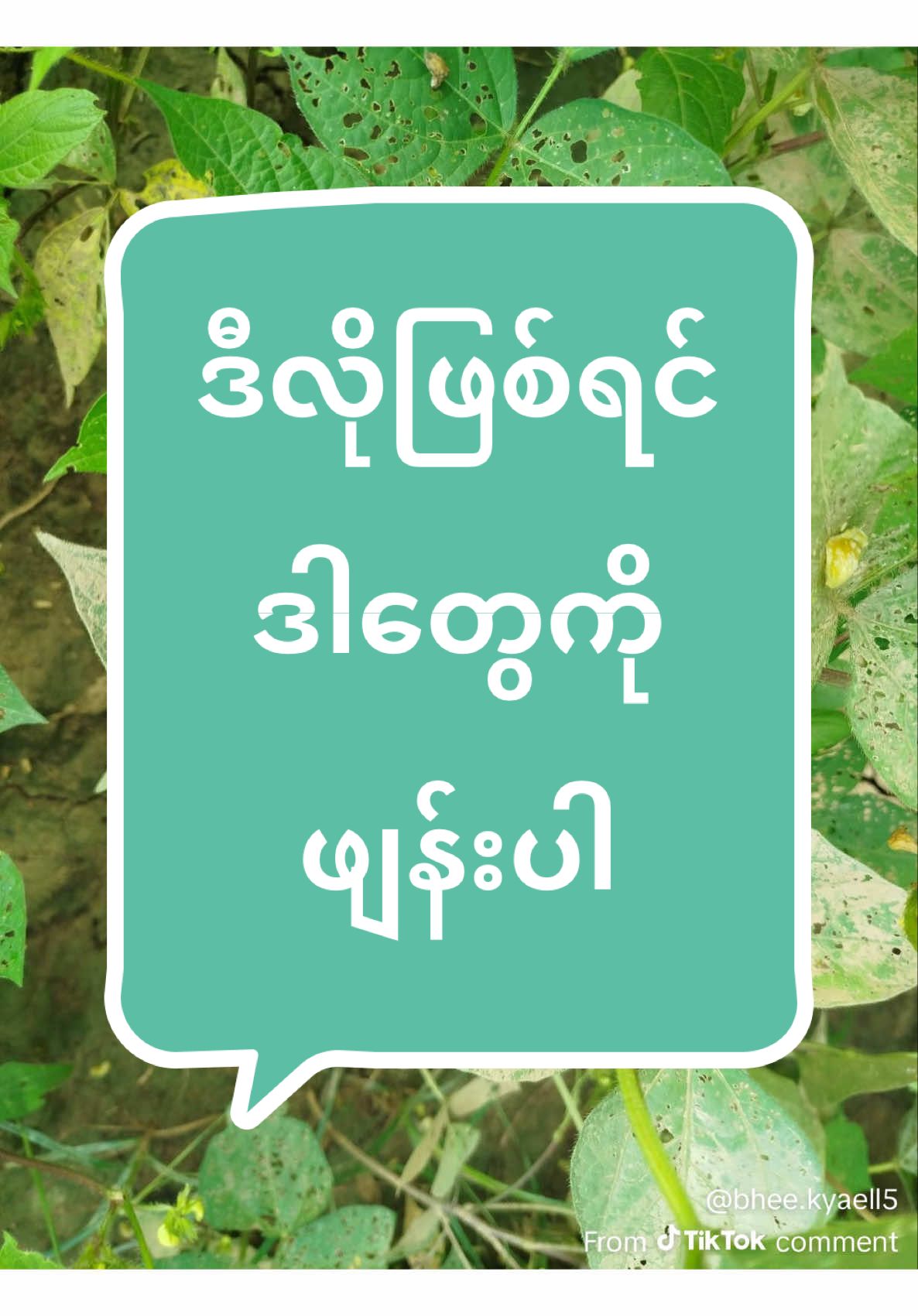 Replying to @Bhee Kyaell ဖြေပေးလိုက်ပါတယ်ဗျာ၊ ဆေးဖျန်းပြီး အကြောင်းထူးကို ပြန်ပြောပေးပါဦး #soemoejuly #စိုးမိုးဂျူလှိုင် #စိုက်ပျိုးရေး #ပဲတီစိမ်း #မတ်ပဲ 