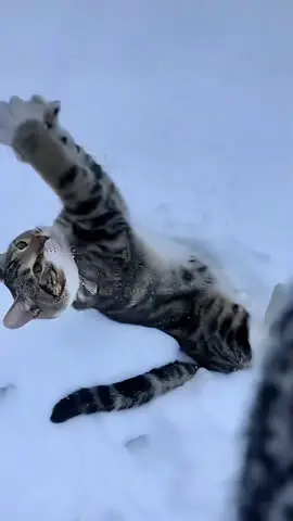 My cat is my personal space.😭#cat #catsoftiktok #funnycat #funnyvideos #funnytiktok #fyp #foryou #tiktok 