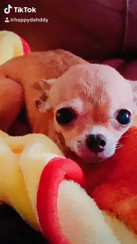 memories #petthings #enjoyinglife #relax #mypet 