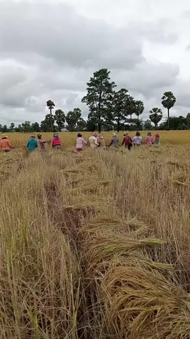 ច្រូតបណ្ដើរភ្លៀងបណ្ដើរ