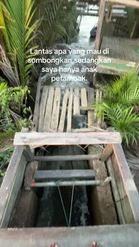 #petambakmuda #tambakkalimantan #panen #udang #kepiting 