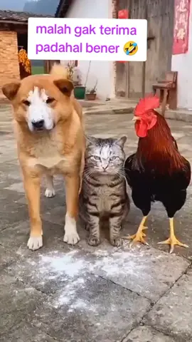 malah marah 🤣#viral2025viralvideo🔥😘🔥tiktok #memekucing #anjinglucu #ayam #hiburantiktok 