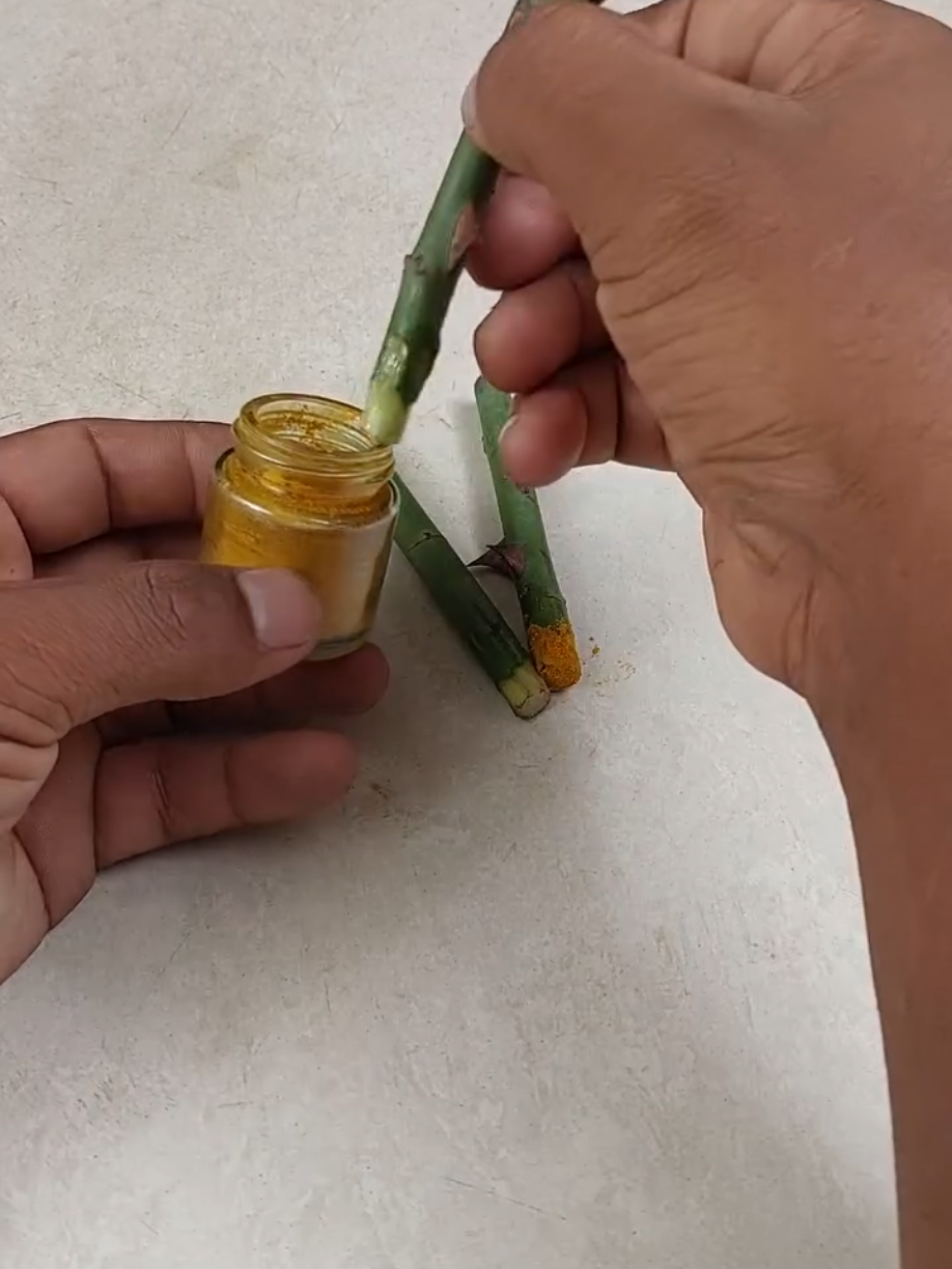 كيفية زراعة أشجار الورد من خلال قطع مسحوق الصبار والكركم