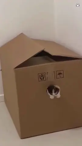 Cat love boxes #catsoftiktok #tiktokpets #catlover #catcomedy #funnyvideos 