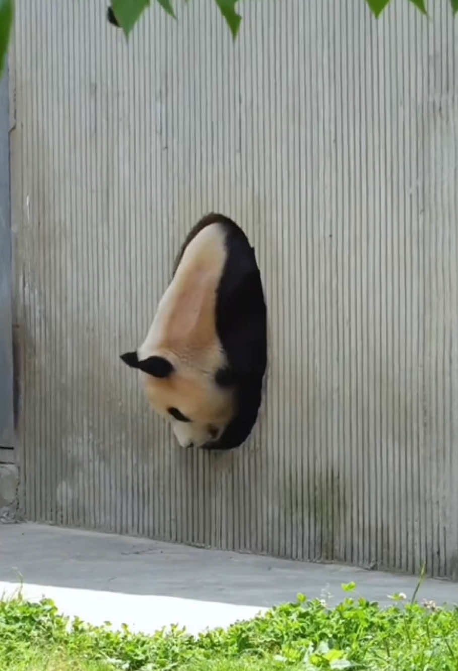 Happy every day for the pandas 🐼 #funnyvidos #panda#usaus #animals #fouryou #tiktok #fyp #usaus #cutepanda #kongfupanda 