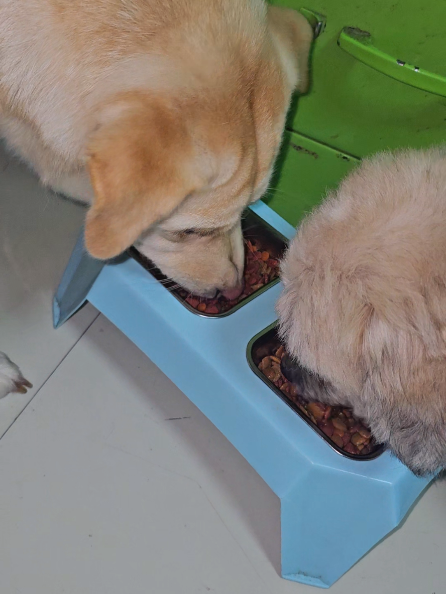 Dr Shiba Silky Fur Dog Treats! healthy treats for your dogs 🐕 #drshiba #pettreats #dogsofttiktok #fyp #dogtok @Dr. Shiba & Prof. Bengal @layla_api 