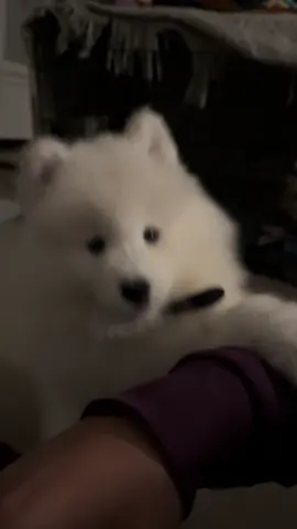When puppies do that head tilt… it’s not just adorable, it’s curiosity in action 🐾☁️ Listening, learning, trying to make sense of our weird human words and noises — very cute! 🥹💛 ❣️Follow for more fluff! @Alex Kinsey  #samoyed #edinburgh #puppy #puppylife #Scotland 