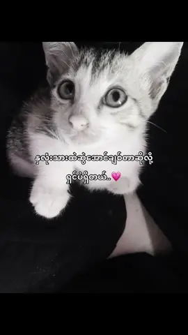 #fypシ #fyp #foryou #tiktokmyanmar #tiktok 