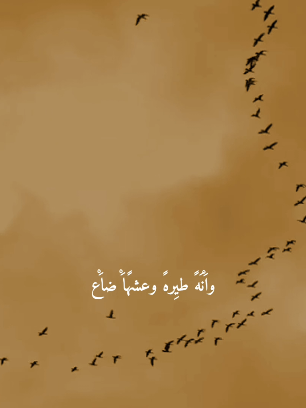 وانه طيره وعشها ضاع 💔،                   #باسم_كربلائي #السلام_عليك_يااباعبد_الله_الحسين_عٍ  #تصميم_فيديوهات🎶🎤🎬 