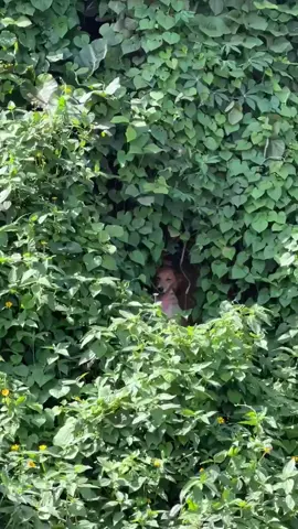 #fyppppppppppppppppppppppp #viral #trendingsong #kwekusmoke 